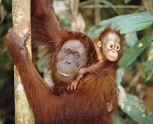 Orang-utan - female & baby