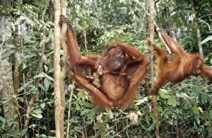 ORANG-UTAN - female with baby and juvenile in trees