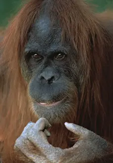 Monkey Prints: Orang-utan - Female close-up of face