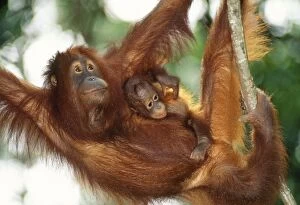 Orang-utan - Female and infant