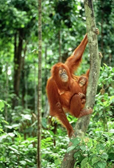 Mothers Collection: Orang-utan JPF 8453 Sabah Borneo Pongo pygmaeus © Jean-Paul Ferrero / ARDEA LONDON