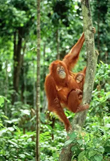 Hanging Prints: Orang-utan JPF 8453 Sabah Borneo Pongo pygmaeus © Jean-Paul Ferrero / ARDEA LONDON