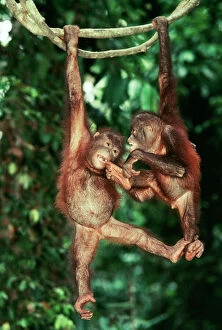 Juvenile Collection: Orang-Utan Juveniles on vine, Sabah, Borneo