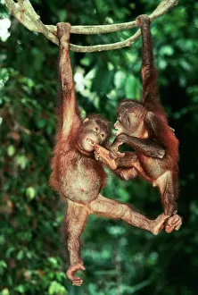 Juvenile Collection: Orang-Utan Juveniles on vine, Sabah, Borneo
