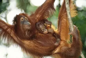 Monkey Prints: Orang-utan - mother & baby Sabah Borneo