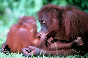 ORANG-UTAN - Mother kissing baby