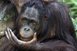 Images Dated 10th August 2012: Orang Utan - old female