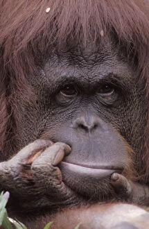 Images Dated 10th February 2005: Orang Utan - Portrait of a male, holding his mouth with his hand Indonesia, Kalimantan, Borneo