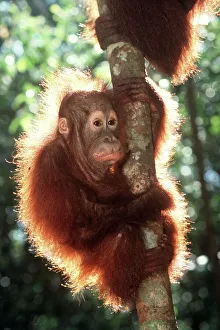 Clinging Gallery: Orang-utan - scared baby