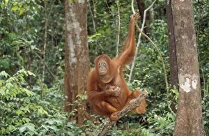 Orang-Utan - Sitting on Branch