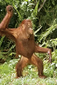 Dancing Prints: ORANG-UTAN - standing dancing