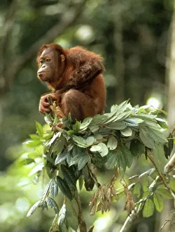 Monkey Prints: Orang-utan - in tree-top - Sabah - Borneo