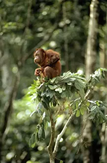 Look Outs Prints: Orang-utan - in tree-top - Sabah, Borneo