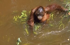 Images Dated 22nd May 2007: Orang-utan - wading in river Borneo