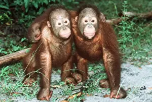 Monkey Prints: Orang-utan - x two youngsters cuddling
