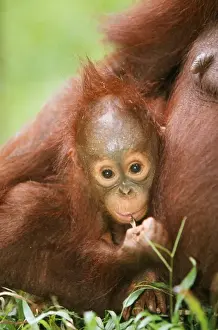 Orang-utan - young Borneo