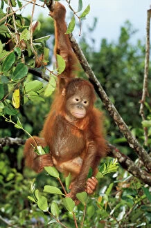Baby Animals Collection: Orang-utan - young Borneo