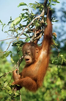 Orang-utan - young hanging in tree & calling