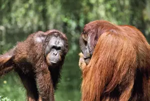 Orang-utan - young & old