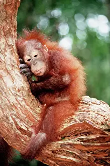 Borneo Prints: Orang-utan - young resting on tree. Borneo