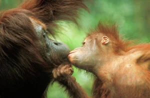 Baby Animals Collection: Orang Utans - Kissing