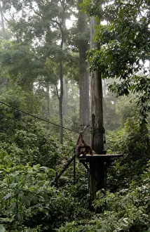 Orang-Utans and Long-tailed (Crab-eating) macaques (Macaca fascicularis)came to feed together on feeding platform at Orang-Utan Sanctuary at Sepilok, Sabah, Borneo, Malaysia; June Ma39. 3052