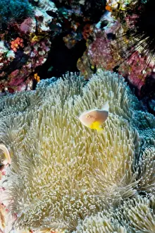 Co Operation Prints: Orange anemonefish (Amphiprion sandaracinos) in Mertens sea anemone (Stichodactyla mertensii)