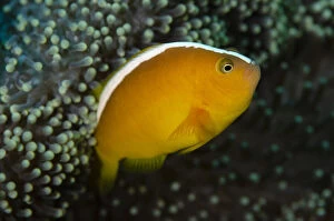 Orange Anemonefish - in protective Leathery Sea Anemone (Heteractis crispa) - Lone Tree dive site, Dili