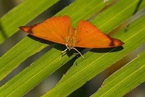 Images Dated 18th November 2016: Orange Banner, butterfly, Los Llanos, Colombia
