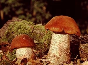 Orange Birch Bolet Fungi