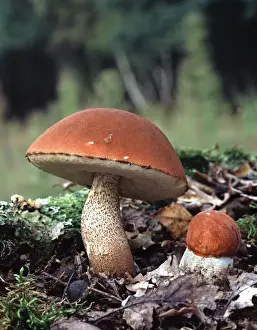 Bolete Prints: Orange Bolete Fungi
