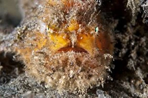 Biocellatus Gallery: Orange Brackish Frogfish with shrimp-like lure on black sand