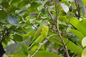 Orange-chinned Parakeet / Tovi Parakeet
