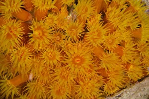 Images Dated 11th November 2011: Orange Cup Coral (Tubastraea coccinea)