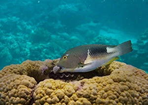 Aquarium Gallery: Orange-dotted tuskfish, Choerodon anchorago