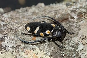 Orange-eyed Long-horn Beetle
