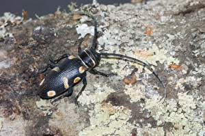 Images Dated 11th May 2006: Orange-eyed Longhorn. Occurs on flowers, especially Acacia species, feeding on pollen and nectar