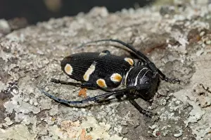 Orange-eyed Longhorn. Occurs on flowers, especially Acacia species, feeding on pollen and nectar. Diurnal. Larvae feed while burrowing in wood. Occurs in Namaqualand and along southern and eastern coastline of South Africa