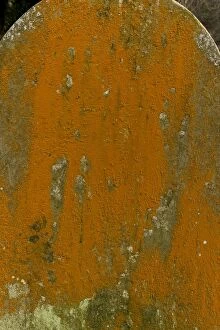 Images Dated 11th March 2012: An orange filamentous alga - on old gravestone at Culbone
