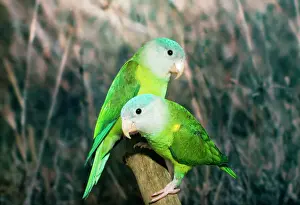 Orange-flanked / Grey-cheeked Parakeet Distribution: West Ecuador to North West Peru