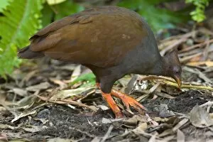 Orange-footed Scrubfowl - adult is combing the ground for insects to feed on