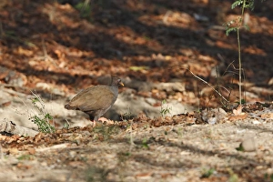 Images Dated 23rd September 2008: Orange-footed Scrubfowl. Rinca Island - Indonesia