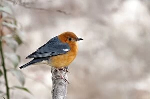 Orange-headed Thrush - perched on dead branch