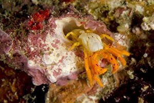 Images Dated 4th November 2014: Orange Hermit Crab Tanjung Kubur dive site, Lembeh