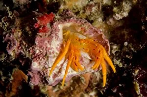 Images Dated 4th November 2014: Orange Hermit Crab Tanjung Kubur dive site, Lembeh