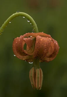Blooms Gallery: Orange lily, Lilium carniolicum, in flower after rain in meadow, Julian Alps, Slovenia