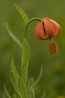 Images Dated 15th April 2019: Orange lily, Lilium carniolicum, in flower in meadow, Julian Alps, Slovenia. Date: 15-Apr-19