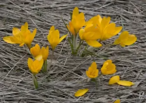 Crocus Prints: An orange mountain Crocus on Mt. Menalo, S. Greece