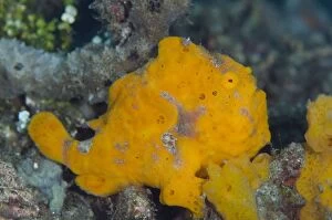 Orange Painted Frogfish Bianca dive site, Lembeh