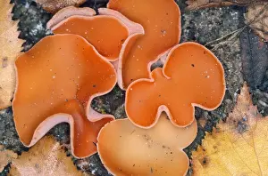 Mushroom And Toadstools Prints: Orange Peel Fungus
